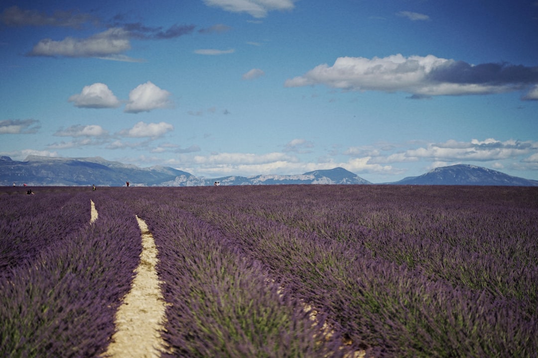 découvrez les herbes de provence, un mélange parfumé d'aromates typiques de la région, idéal pour rehausser vos plats et apporter une touche méditerranéenne à votre cuisine. idéal pour assaisonner viandes, poissons, et légumes.