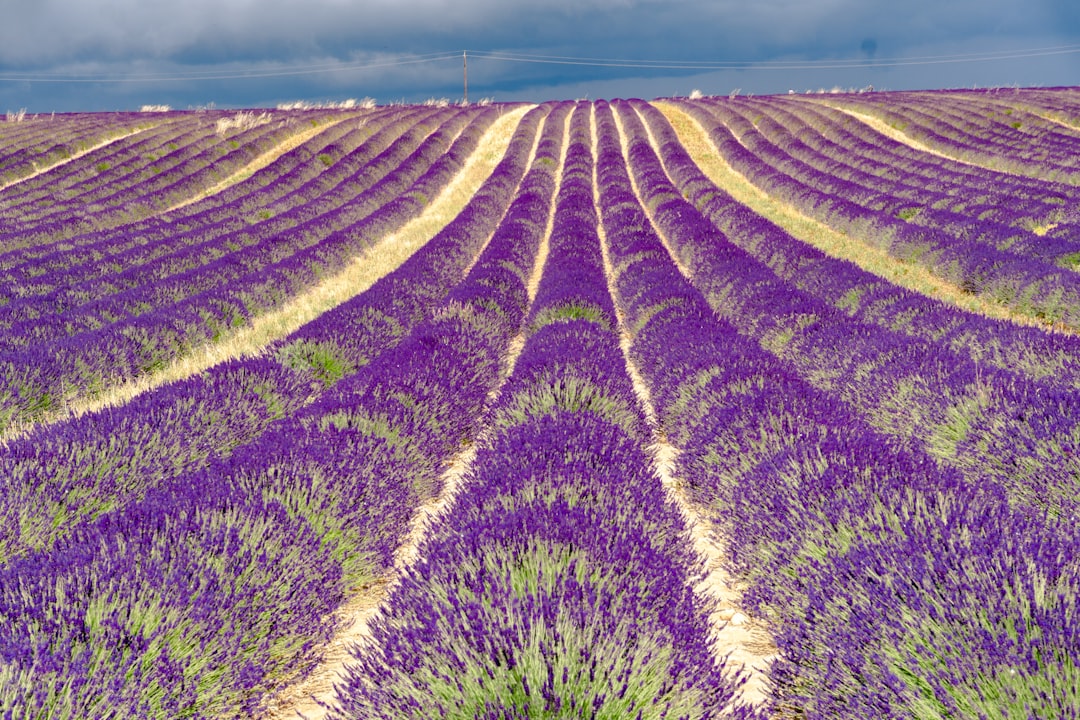 découvrez l'essence de la cuisine méditerranéenne avec notre sélection d'herbes de provence. parfaites pour rehausser vos plats, elles apportent une touche aromatique inoubliable à vos recettes. idéales pour les viandes, légumes et sauces, ces herbes séchées sont un incontournable de votre garde-manger.