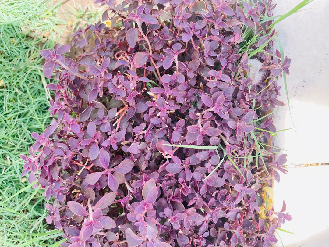 découvrez l'univers des infusions : des mélanges délicats de plantes, de fleurs et d'épices pour une expérience gustative apaisante et réconfortante. explorez nos recettes et bienfaits pour une pause bien-être.