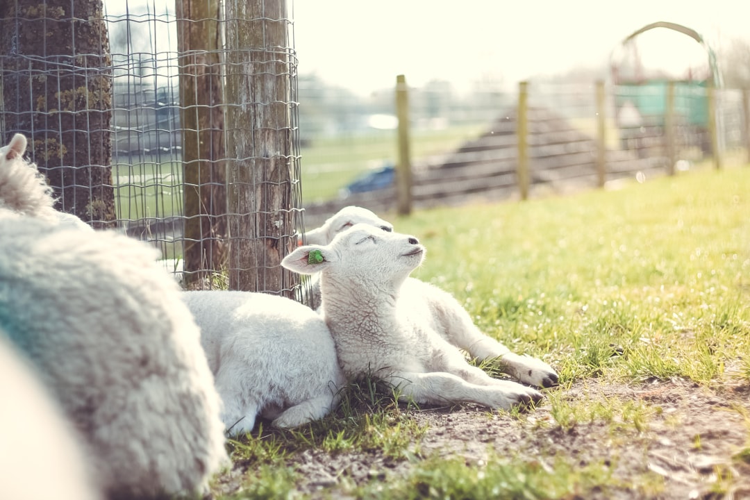 découvrez l'univers du mouton : ses caractéristiques, ses différentes races, ainsi que des astuces pour l'élever et en tirer le meilleur parti. apprenez-en davantage sur cet animal fascinant et son rôle dans l'agriculture.