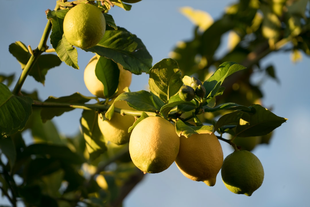 découvrez les bienfaits du citron, un agrume riche en vitamines et antioxydants. explorez ses utilisations en cuisine, ses propriétés santé et des recettes délicieuses pour rehausser vos plats.