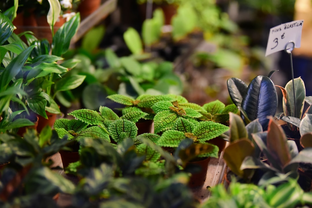 découvrez les bienfaits des herbes médicinales : une approche naturelle pour améliorer votre santé, renforcer votre bien-être et profiter des propriétés curatives des plantes. apprenez à les utiliser efficacement dans votre quotidien.