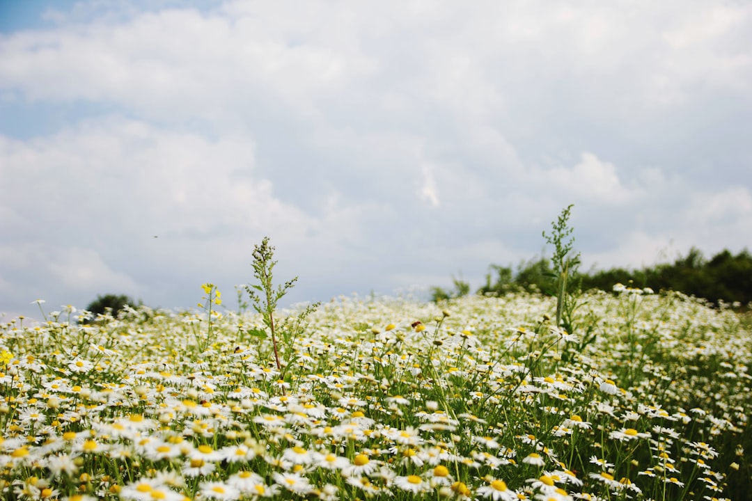 découvrez le pouvoir des herbes médicinales pour votre santé et bien-être. apprenez à utiliser ces plantes naturelles pour traiter divers maux et améliorer votre qualité de vie grâce à des remèdes ancestraux.