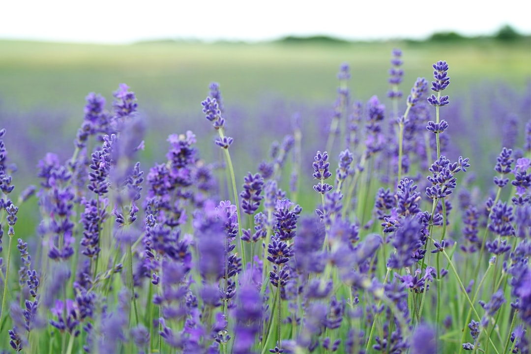découvrez les bienfaits des herbes médicinales pour votre santé. apprenez à utiliser ces remèdes naturels aux propriétés exceptionnelles pour soulager divers maux et améliorer votre bien-être au quotidien.