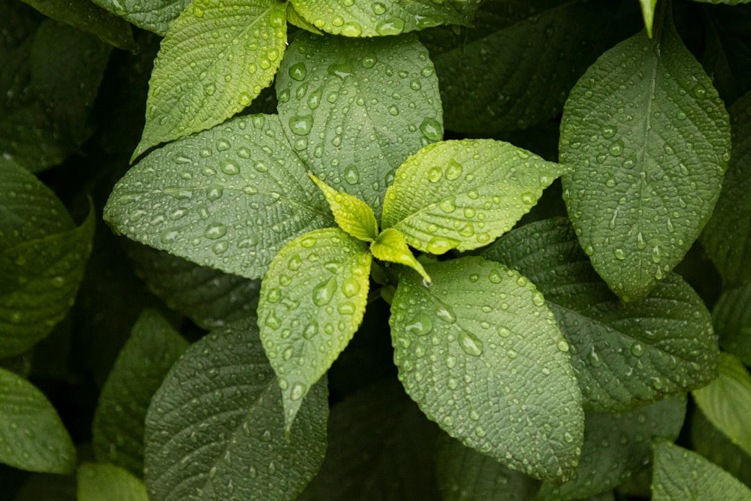 découvrez le mint, une plante aromatique aux multiples bienfaits. apprenez comment l'utiliser en cuisine, ses propriétés médicinales, et comment cultiver cette herbe rafraîchissante dans votre jardin.