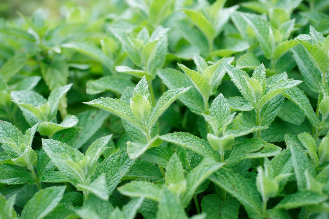 découvrez toutes les facettes de la menthe, une plante aromatique aux multiples vertus. apprenez comment l'utiliser en cuisine, en infusion ou en cosmétique, et explorez ses bienfaits pour la santé. plongez dans l'univers rafraîchissant de la menthe!