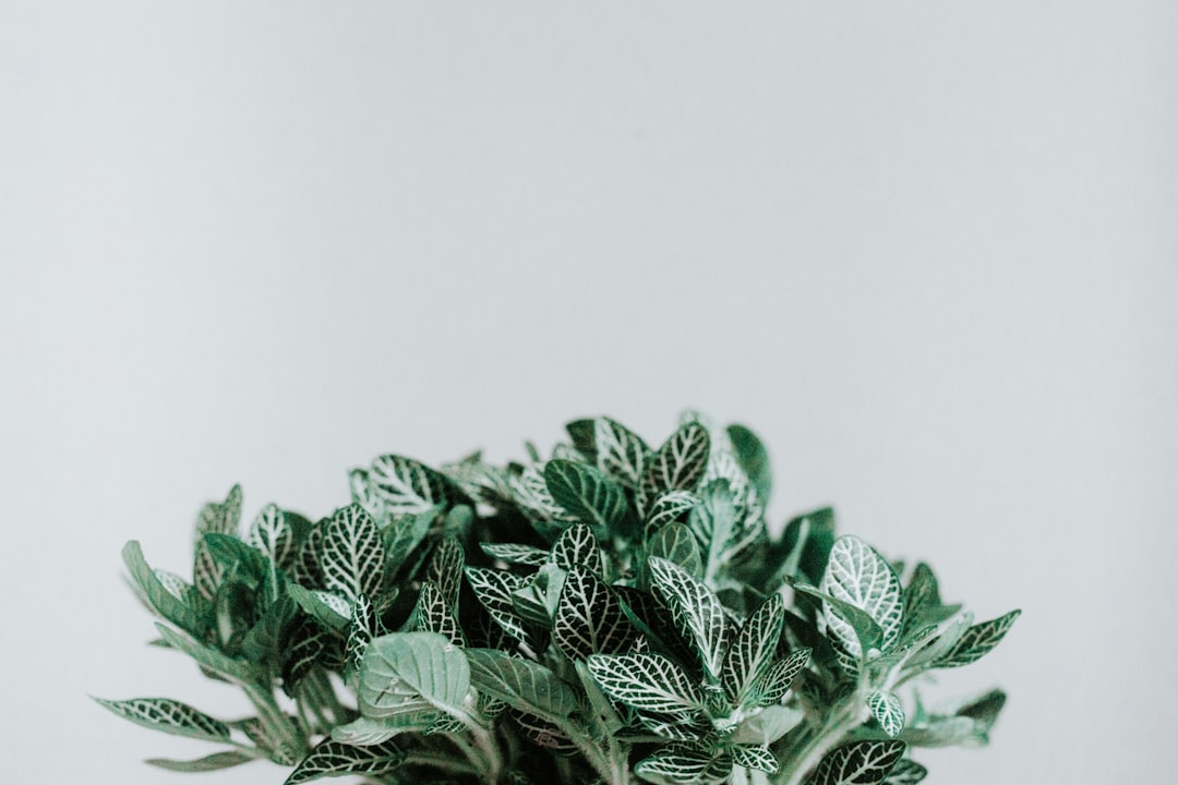 découvrez le pouvoir revitalisant de la menthe ! explorez ses bienfaits pour la santé, ses utilisations en cuisine et comment cette plante aromatique peut égayer vos plats et boissons avec une touche de fraîcheur.