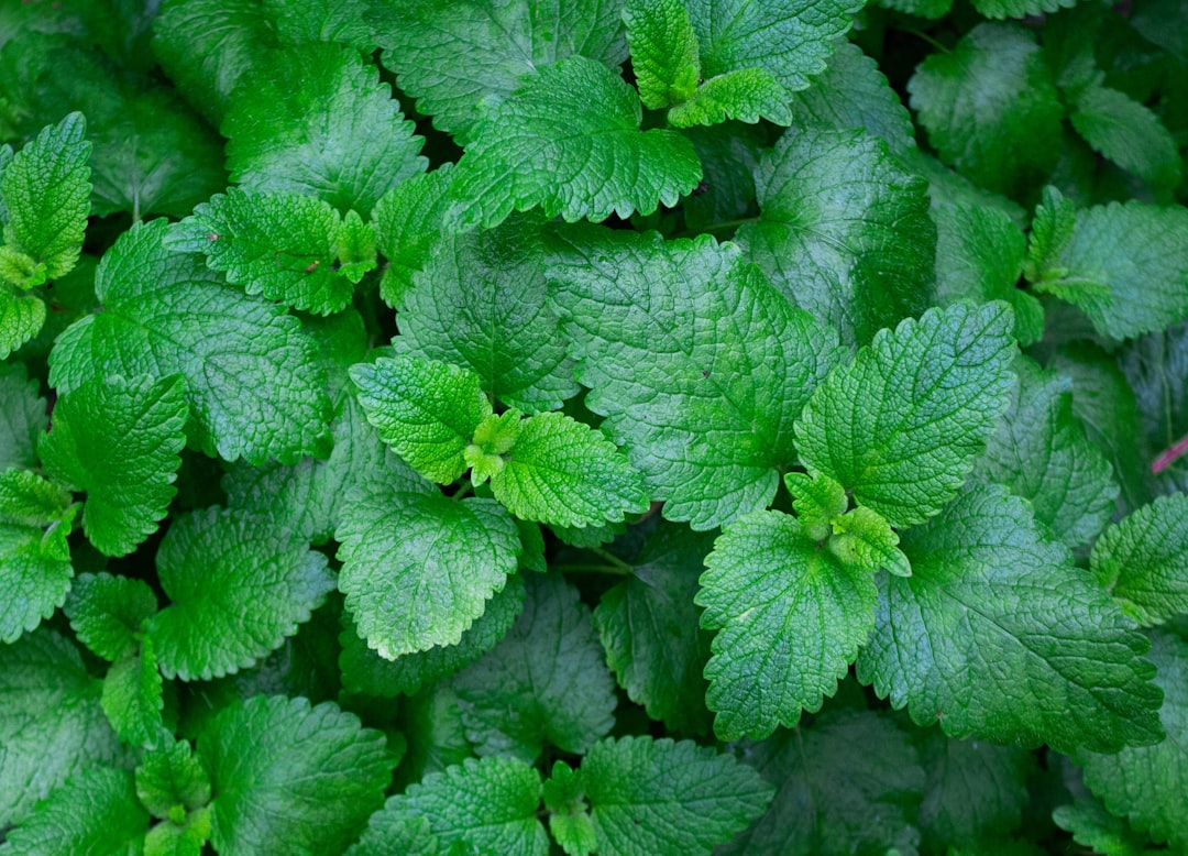 découvrez l'univers fascinant de la menthe ! apprenez tout sur ses variétés, ses bienfaits pour la santé et des astuces pour l'intégrer dans vos recettes. plante aromatique par excellence, la menthe ajoutera une touche de fraîcheur à votre quotidien.