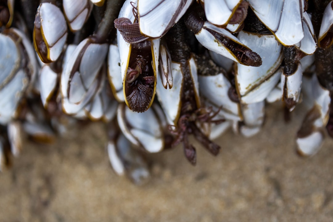 découvrez l'univers savoureux des moules : recettes délicieuses, conseils de préparation et astuces pour savourer ce mollusque marin incontournable. que vous les aimiez à la marinière, en gratin ou en sauce, réveillez vos papilles avec nos idées gourmandes!