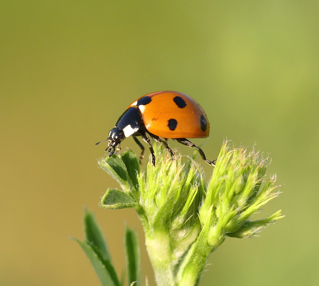 découvrez notre répulsif naturel contre les insectes, formulé à partir d'ingrédients biologiques pour protéger votre peau tout en respectant l'environnement. profitez de vos activités en plein air sans les désagréments des piqûres grâce à une solution efficace et sûre.
