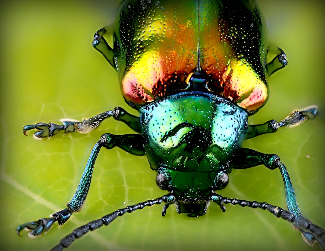 découvrez notre répulsif insectes naturel, une solution efficace et respectueuse de l'environnement pour éloigner les moustiques et autres nuisibles. protégez votre peau tout en préservant la nature!