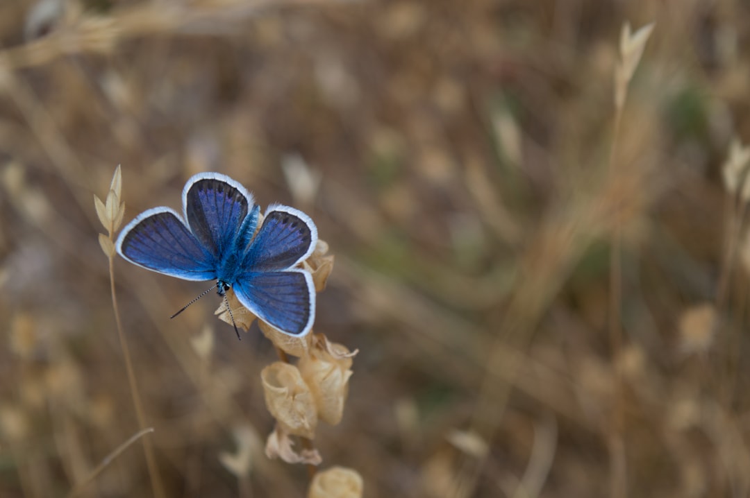 découvrez notre insectifuge naturel, efficace et respectueux de l'environnement. protégez-vous des insectes tout en préservant votre peau et la planète grâce à des ingrédients bio et sans produits chimiques.