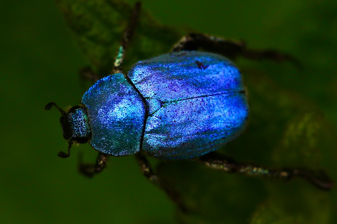 découvrez notre répulsif naturel contre les insectes, une solution efficace et respectueuse de l'environnement pour éloigner les nuisibles tout en préservant votre santé et celle de la planète.