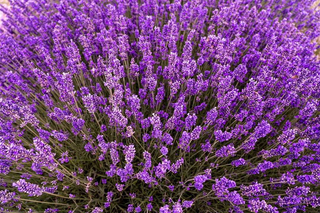 découvrez des remèdes naturels efficaces pour améliorer votre bien-être. apprenez à utiliser les plantes, les huiles essentielles et d'autres solutions naturelles pour soulager divers maux et favoriser une vie saine.