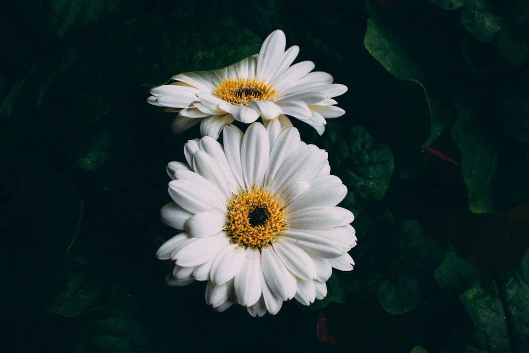 découvrez notre gamme de suppléments naturels, conçus pour soutenir votre santé et votre bien-être au quotidien. des ingrédients de qualité pour une approche holistique et efficace.