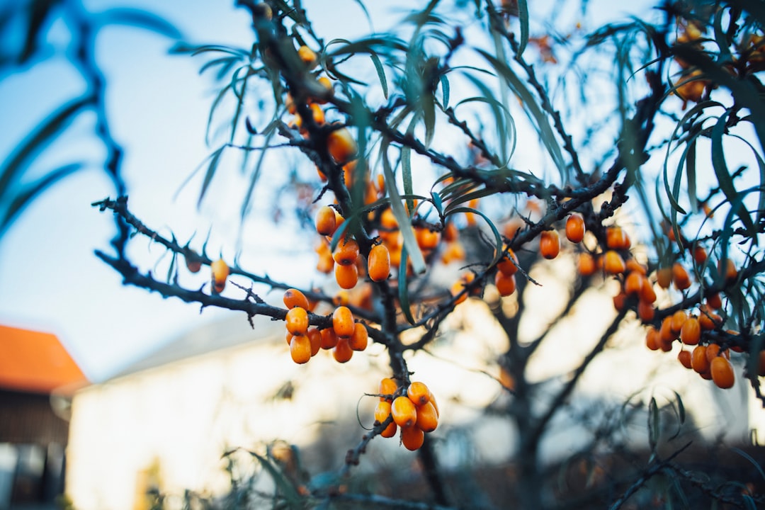 découvrez la naturopathie, une approche holistique de la santé qui utilise des méthodes naturelles pour favoriser le bien-être et l'équilibre du corps et de l'esprit. apprenez comment cette médecine douce peut vous aider à mieux vivre au quotidien.