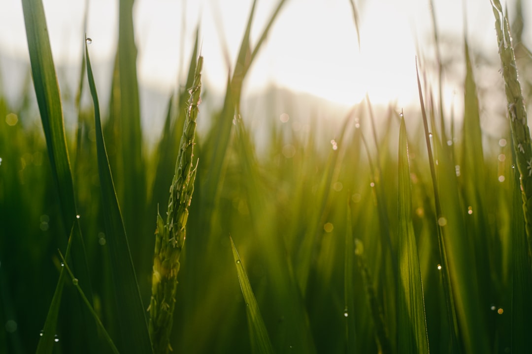 découvrez l'univers fascinant du riz, cet aliment de base dans de nombreuses cultures. explorez ses variétés, bienfaits nutritionnels et recettes savoureuses qui raviront vos papilles. apprenez à cuisiner le riz parfaitement et à l'intégrer dans votre alimentation quotidienne.