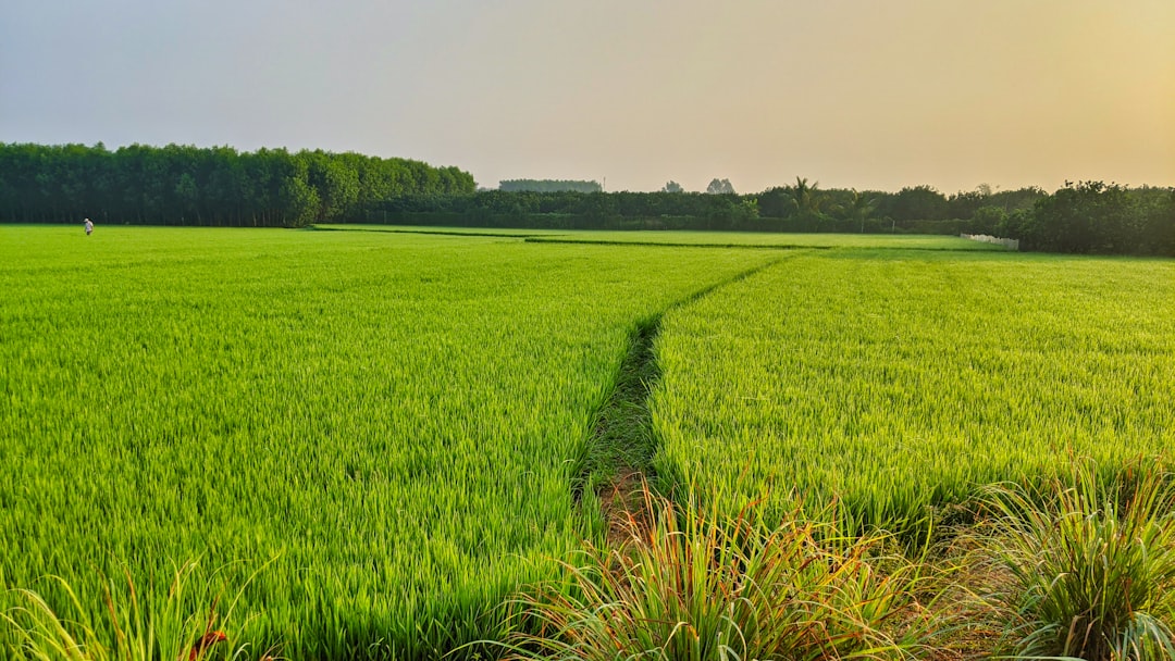 découvrez tout sur le riz, ce céréale polyvalente qui accompagne vos plats du quotidien. apprenez-en plus sur ses variétés, ses bienfaits pour la santé et des idées de recettes savoureuses à base de riz.