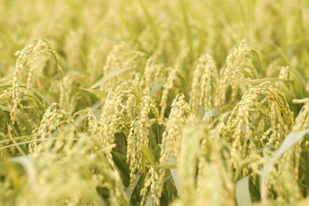 découvrez l'univers du riz : ses variétés, ses bienfaits nutritionnels et des recettes savoureuses pour sublimer vos plats au quotidien. apprenez à cuisiner le riz comme un chef et explorez son histoire fascinante.