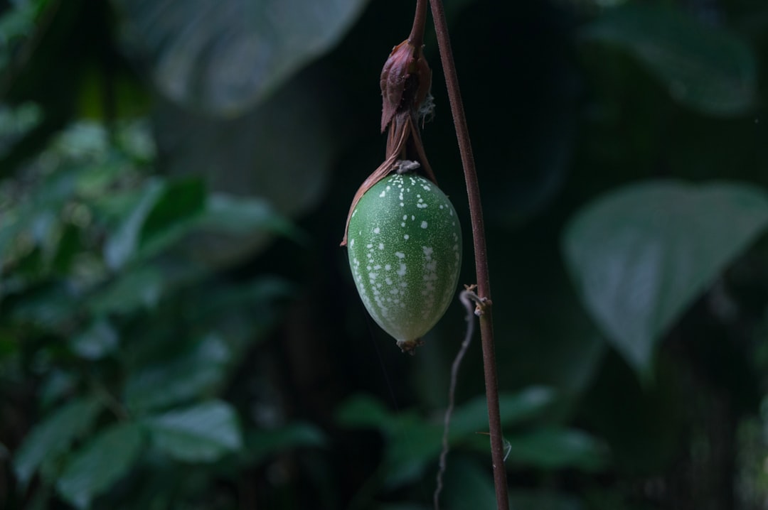 découvrez le processus fascinant de la germination des graines, apprenez les meilleures techniques pour faire germer vos semences et favorisez une croissance saine de vos plantes.