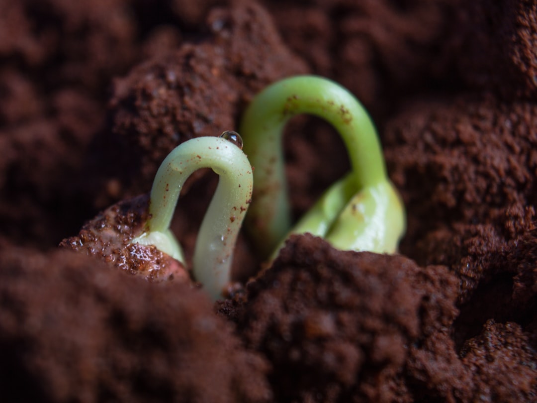 découvrez tout sur la germination des graines : processus, techniques et astuces pour faire pousser vos plantes avec succès. apprenez à transformer de simples graines en légumes et fleurs luxuriantes.