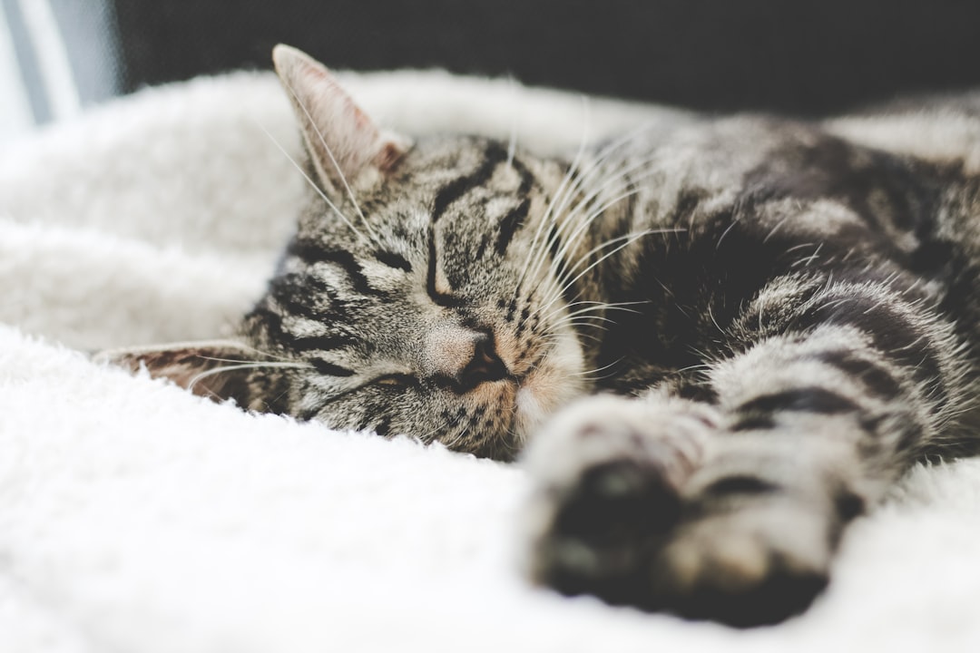 découvrez des remèdes naturels pour améliorer votre sommeil. explorez des astuces et des solutions efficaces pour lutter contre l'insomnie et favoriser un repos réparateur.