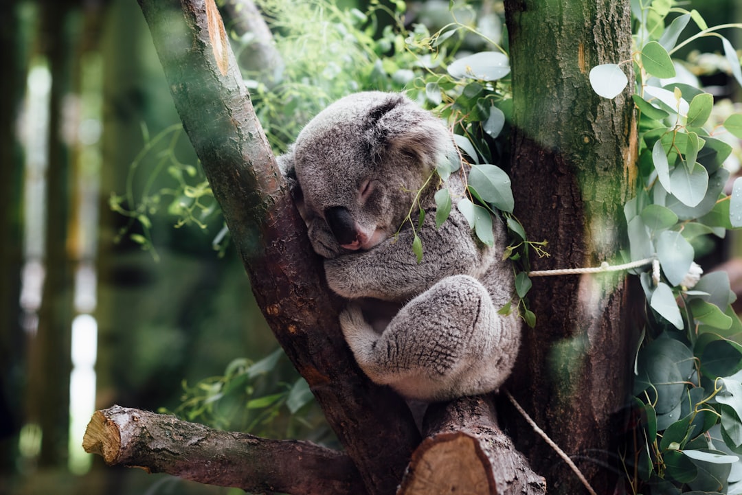 découvrez des solutions naturelles pour améliorer votre sommeil. explorez des remèdes efficaces pour apaiser vos nuits et favoriser un repos réparateur.