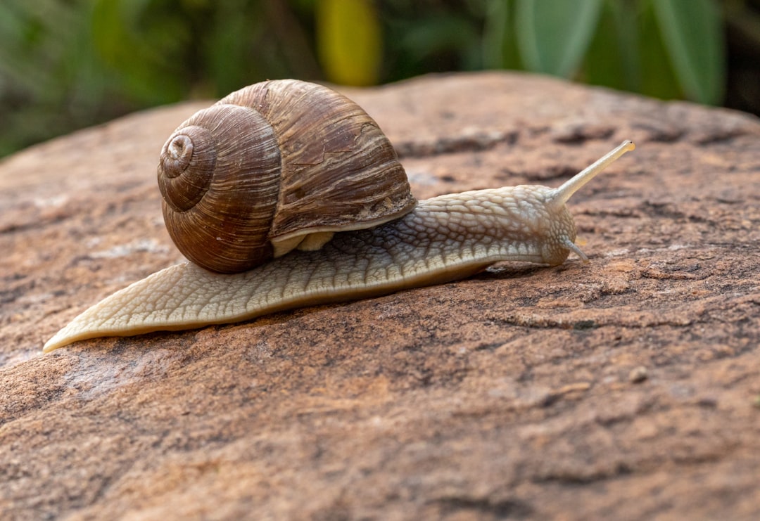 découvrez l'univers fascinant des escargots : leur biologie, leur habitat, et leur rôle dans l'écosystème. apprenez comment ces petites créatures contribuent à la biodiversité et explorez différentes espèces d'escargots à travers le monde.
