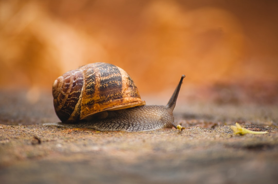 découvrez le monde fascinant des escargots ! explorez leur habitat, leurs différentes espèces et leurs bienfaits pour l'écosystème. plongez dans l'univers de ces mollusques étonnants, de leur gastronomie à leur rôle en jardinage.