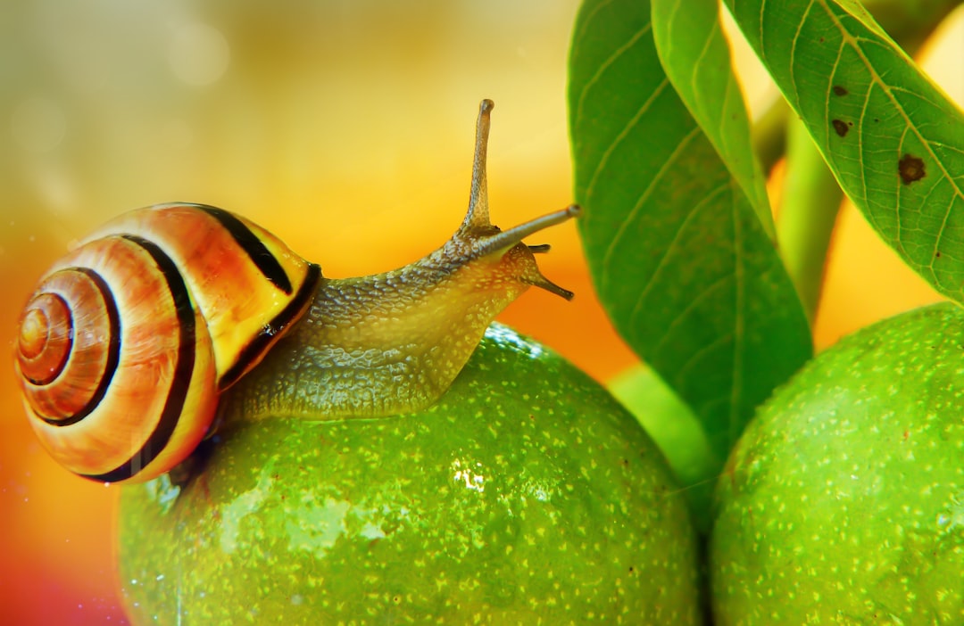 découvrez l'univers fascinant des escargots : leurs caractéristiques, habitats et bienfaits. apprenez à apprécier ces mollusques uniques et leur rôle dans l'écosystème, tout en explorant des recettes savoureuses et des conseils de culture.