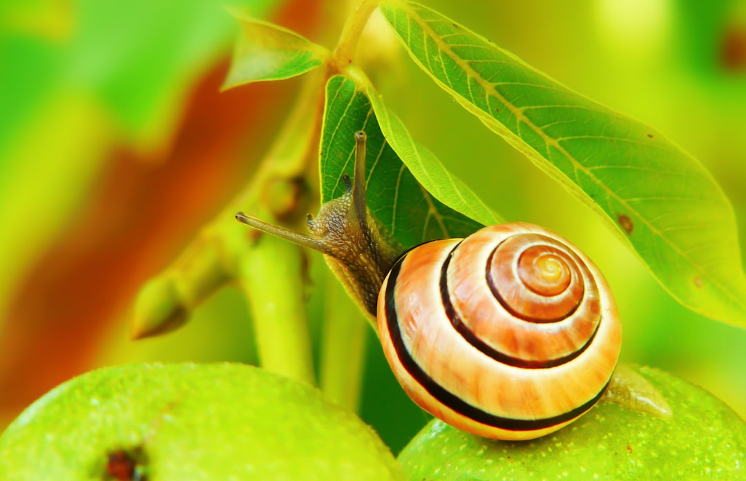 découvrez l'univers fascinant des escargots : leurs habitats, leurs caractéristiques uniques et les différentes espèces. apprenez comment ces mollusques ont captivé l'attention des gourmets et des passionnés de nature à travers le monde.