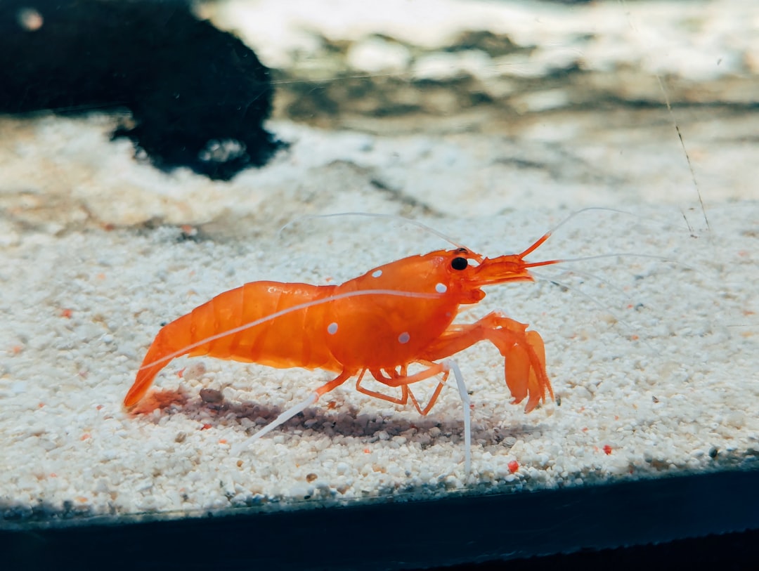 découvrez une délicieuse recette de crevettes épicées qui éveille vos sens. parfaite pour un repas rapide ou une occasion spéciale, cette recette combine des saveurs audacieuses et des ingrédients frais. suivez nos étapes simples pour un plat savoureux qui ravira vos convives!