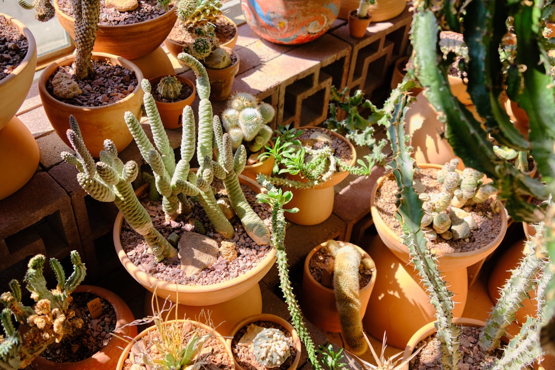 découvrez notre sélection de plantes apaisantes pour soulager le stress et créer une ambiance zen dans votre intérieur. améliorez votre bien-être avec des plantes qui purifient l'air et apportent sérénité.