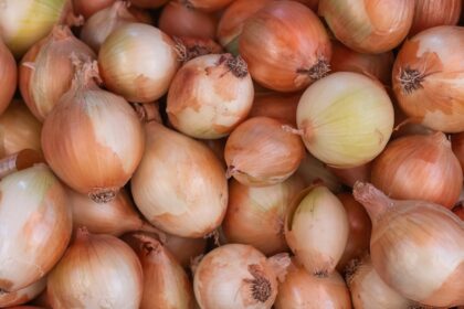 découvrez des recettes savoureuses à base d'oignons, idéales pour rehausser vos plats ! que ce soit en soupe, en tarte ou en accompagnement, explorez notre sélection d'idées délicieuses et faciles à réaliser.