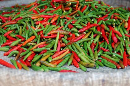 découvrez le paprika, une épice colorée et savoureuse, parfaite pour rehausser vos plats. apprenez tout sur ses variétés, ses bienfaits pour la santé et des astuces pour l'incorporer dans vos recettes. transformez vos créations culinaires avec cette épice polyvalente !