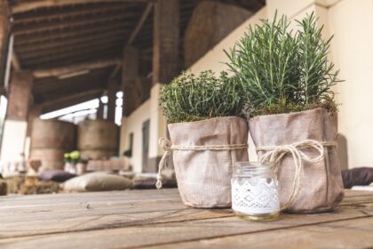 découvrez le romarin, une herbe aromatique aux vertus culinaires et médicinales exceptionnelles. apprenez ses usages en cuisine, ses bienfaits pour la santé et comment cultiver cette plante parfumée dans votre jardin.