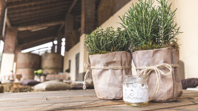 découvrez le romarin, une herbe aromatique aux vertus culinaires et médicinales exceptionnelles. apprenez ses usages en cuisine, ses bienfaits pour la santé et comment cultiver cette plante parfumée dans votre jardin.
