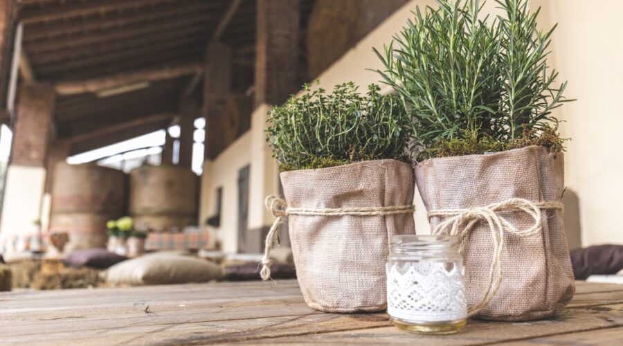 découvrez le romarin, une herbe aromatique aux vertus culinaires et médicinales exceptionnelles. apprenez ses usages en cuisine, ses bienfaits pour la santé et comment cultiver cette plante parfumée dans votre jardin.