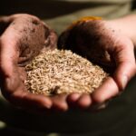 découvrez le cumin, une épice aux arômes intenses et délicats. utilisée dans de nombreuses cuisines à travers le monde, elle apporte une saveur unique aux plats et possède aussi des bienfaits pour la santé. apprenez tout sur ses origines, ses variétés et comment l'utiliser au quotidien.