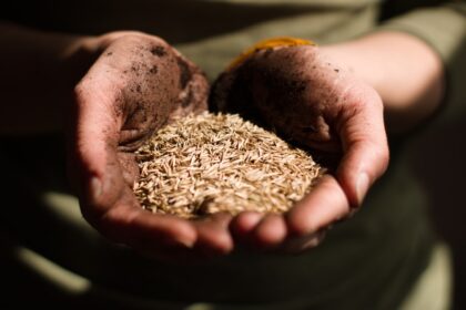 découvrez le cumin, une épice aux arômes intenses et délicats. utilisée dans de nombreuses cuisines à travers le monde, elle apporte une saveur unique aux plats et possède aussi des bienfaits pour la santé. apprenez tout sur ses origines, ses variétés et comment l'utiliser au quotidien.