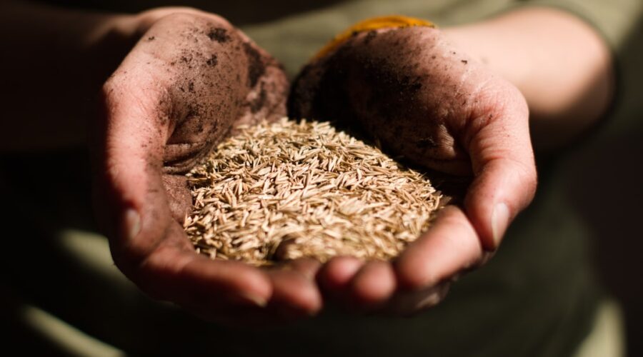 découvrez le cumin, une épice aux arômes intenses et délicats. utilisée dans de nombreuses cuisines à travers le monde, elle apporte une saveur unique aux plats et possède aussi des bienfaits pour la santé. apprenez tout sur ses origines, ses variétés et comment l'utiliser au quotidien.