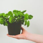 découvrez les multiples vertus du basilic, une herbe aromatique prisée en cuisine. apprenez à l'utiliser pour rehausser vos plats, ses bienfaits pour la santé et comment le cultiver chez vous.