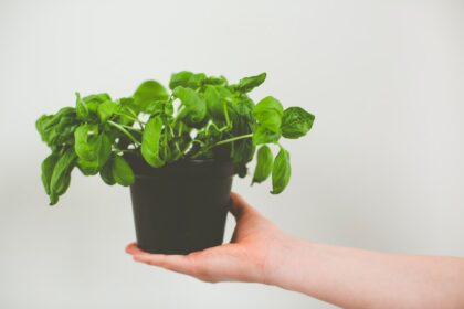 découvrez les multiples vertus du basilic, une herbe aromatique prisée en cuisine. apprenez à l'utiliser pour rehausser vos plats, ses bienfaits pour la santé et comment le cultiver chez vous.