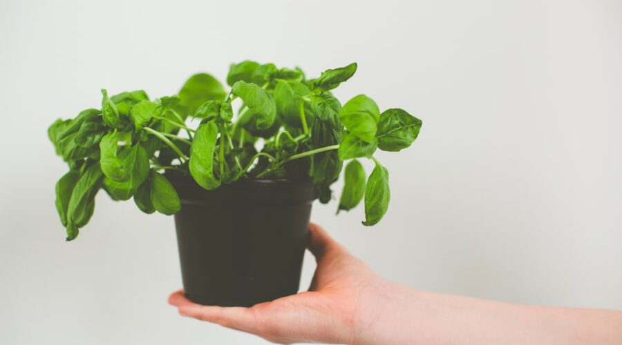 découvrez les multiples vertus du basilic, une herbe aromatique prisée en cuisine. apprenez à l'utiliser pour rehausser vos plats, ses bienfaits pour la santé et comment le cultiver chez vous.