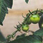 découvrez l'art du jardinage en conteneurs : astuces, conseils et idées pour cultiver vos plantes favorite sur balcon ou terrasse. transformez votre espace extérieur en un véritable havre de paix verdoyant.