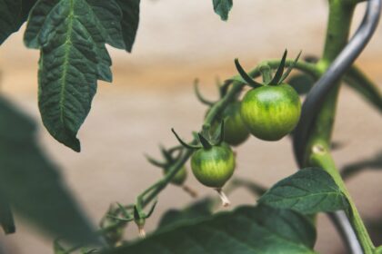 découvrez l'art du jardinage en conteneurs : astuces, conseils et idées pour cultiver vos plantes favorite sur balcon ou terrasse. transformez votre espace extérieur en un véritable havre de paix verdoyant.