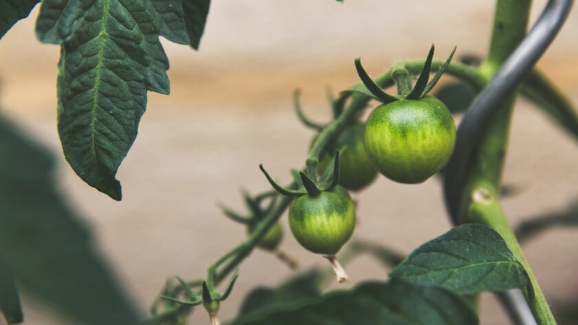 découvrez l'art du jardinage en conteneurs : astuces, conseils et idées pour cultiver vos plantes favorite sur balcon ou terrasse. transformez votre espace extérieur en un véritable havre de paix verdoyant.