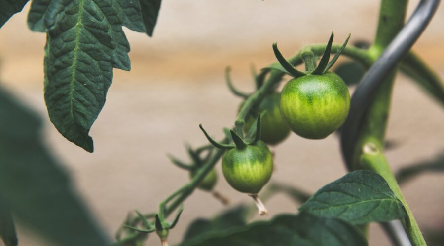 découvrez l'art du jardinage en conteneurs : astuces, conseils et idées pour cultiver vos plantes favorite sur balcon ou terrasse. transformez votre espace extérieur en un véritable havre de paix verdoyant.