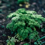 découvrez tout sur le persil, une herbe aromatique populaire en cuisine ! apprenez ses bienfaits nutritionnels, ses variétés, et comment l'utiliser pour rehausser vos plats favoris.