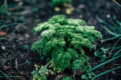 découvrez tout sur le persil, une herbe aromatique populaire en cuisine ! apprenez ses bienfaits nutritionnels, ses variétés, et comment l'utiliser pour rehausser vos plats favoris.